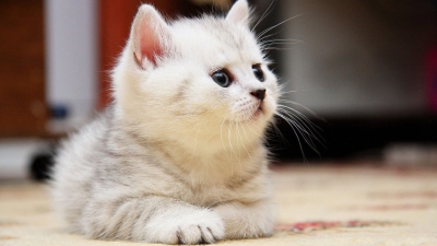 Защо обичаме котките?