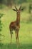 Жирафова газела