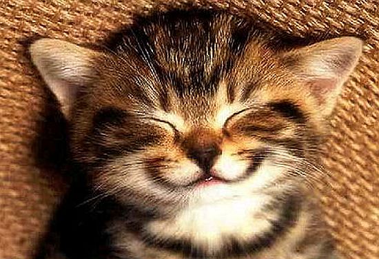 happykitty.jpg