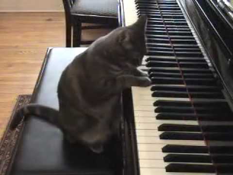 Котка - пианист