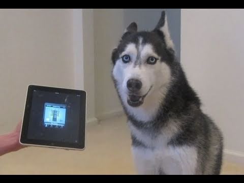 Куче пее с iPad