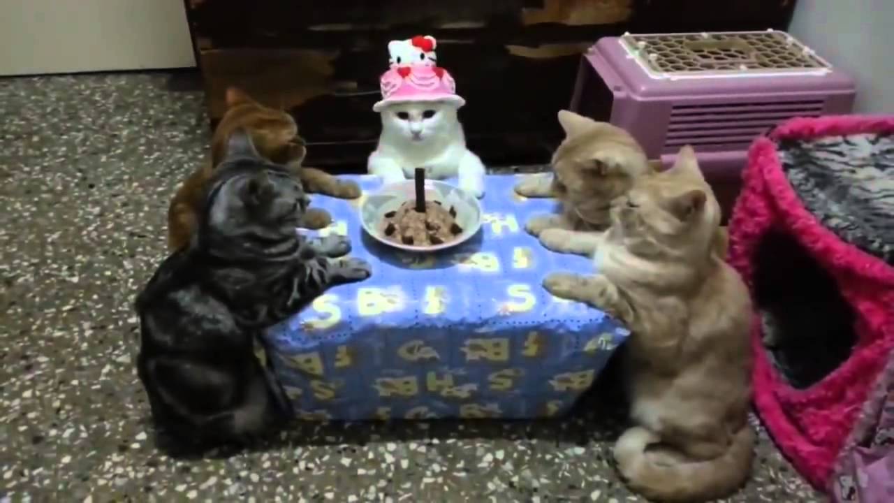 Котешки рожден ден