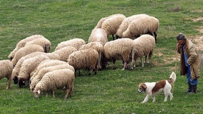 14 Октомври - Празник на овчарите