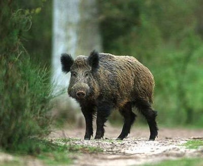 Орална ваксинация на дивите свине срещу Класическа Чума
