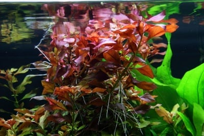 "Ludwigia repens" - Растение за аквариум 
