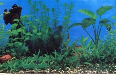 Aqua Nova Плакат едностранен Н-30см; Н-50см; Н-60см ; черен камък с растения