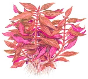"Alternanthera reineckii Rosanervig" - Растение за аквариум