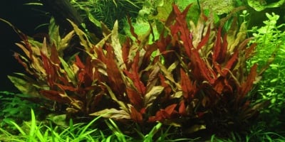 "Alternanthera reineckii Pink" - Растение за аквариум