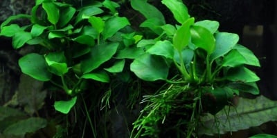 "Anubias 'Petite' potted" - Растение за аквариум