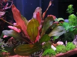 "Echinodorus Rosé potted" - Растение за аквариум