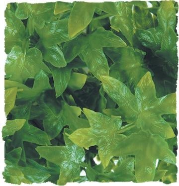 Терариумно растение Zoo-Med - конгуански бръшлян