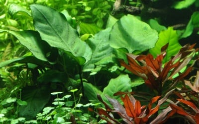 "Anubias bart. v. caladiifolia potted" - Растение за аквариум