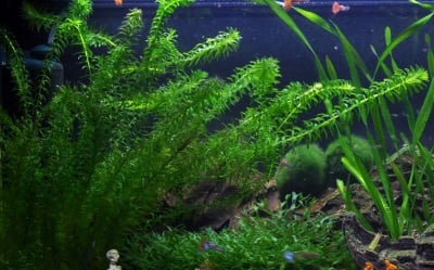 "Egeria densa bunched" - Растение за аквариум