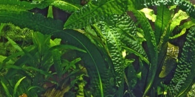 "Aponogeton boivinianus" - Растение за аквариум