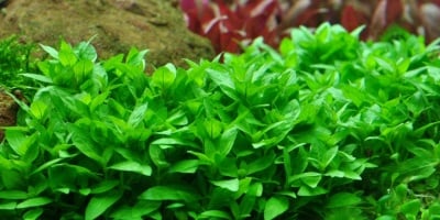 "Staurogyne repens" - Растение за аквариум