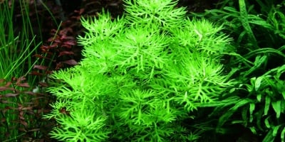 "Hottonia palustris" - Растение за аквариум