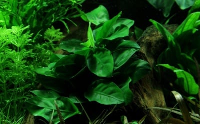 "Anubias barteri v. nana potted" - Растение за аквариум