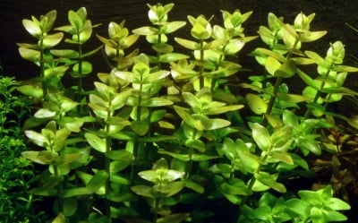 "Bacopa caroliniana potted" - Растение за аквариум