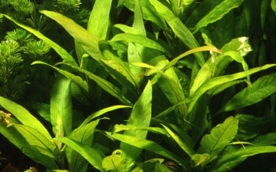 "Hygrophila" - Растение за аквариум 