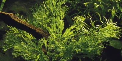"Microsorum pteropus Windeløv" - Растение за аквариум