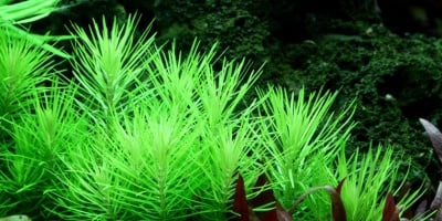 "Pogostemon erectus" - Растение за аквариум