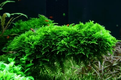 "Vesicularia dubyana Christmas portion" - Растение за аквариум