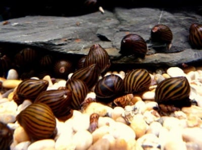 Neriti snail Неритина -2см