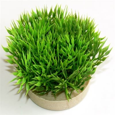 Растение Green Moss 7см от Sydeco, Франция
