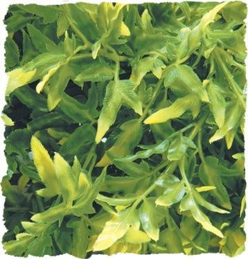 Терариумно растение Zoo-Med - боливийски кротон