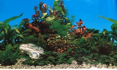 Aqua Nova Плакат едностранен Н-30см;Н-50см;Н-60см красиви растения