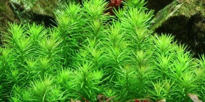 "Pogostemon erectus 1-2-Grow" - Растение за аквариум