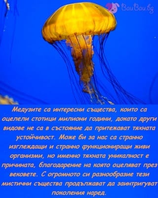 3 Ноември - Международен ден на медузите