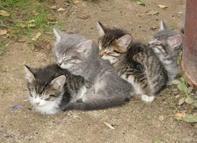 Четири малки котенца спят заедно