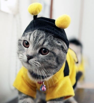 Котешка пчеличка