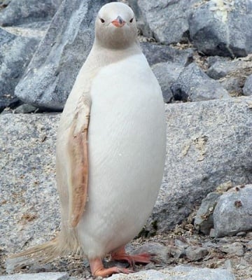 Албинос пингвин