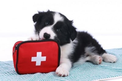 Аптечка за кучета - необходими неща за първа помощ