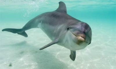 За първи път в България ще бъде направена аутопсия на делфин
