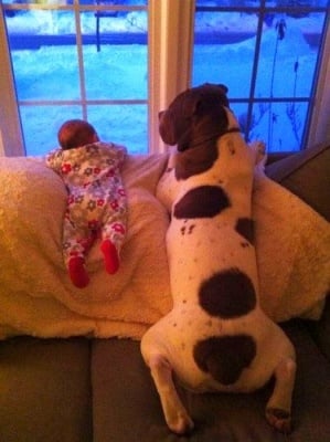 Бебе и куче боксер гледат през прозореца