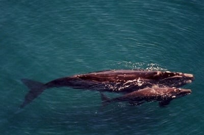 Продължава мистериозното измиране на бебета южни китове