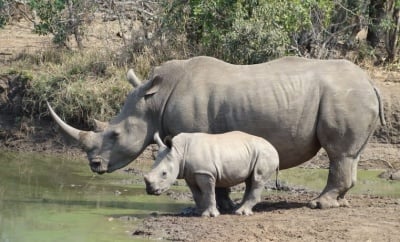 Белият носорог – застрашен от изчезване