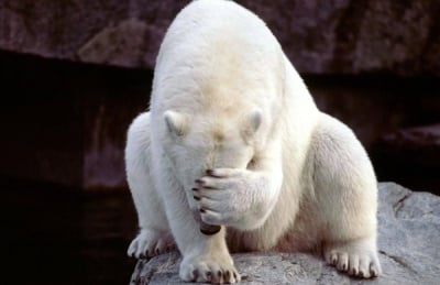 Коя е по-силната страна на полярните мечки?
