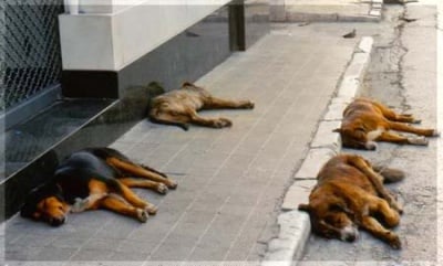 Община София обеща да реши проблема с бездомните кучета до 2016 г.