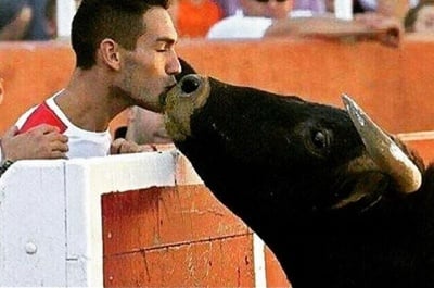 Разтърсваща снимка - бик от корида познава стопанина си в публиката и отива да го целуне