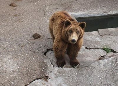 Британци спасяват мечки от България