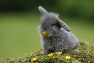 Интересни факти за зайците