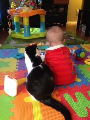 Черно-бяла котка с бебе