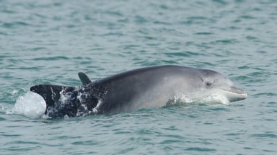 Делфини застрашени от изчезване