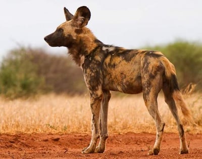 Дете загина в САЩ, нахапано от африкански диви кучета