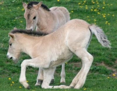 Проект за развъждане на диви коне в Родопите започва да дава резултати