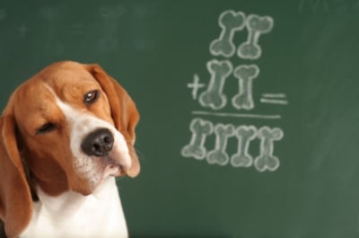 Уникален експеримент със студенти и кучета